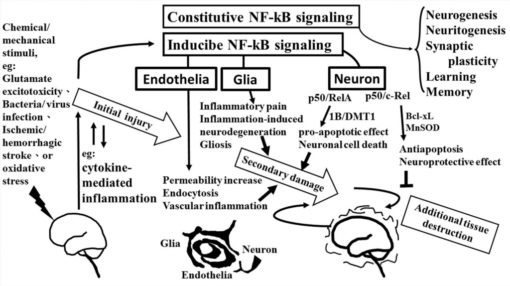 NF-kappaB signaling pathways
