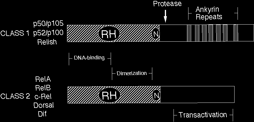 Structures of Rel family transcription factors