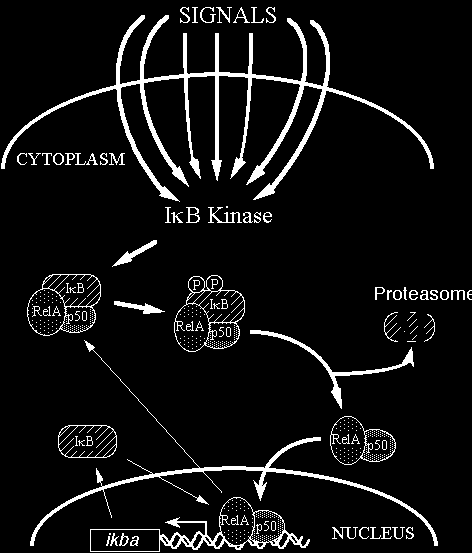 Rel/NF-kB signal transduction