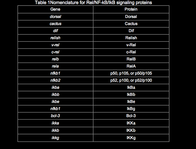 Rel/NF-kB signal transduction - version 2