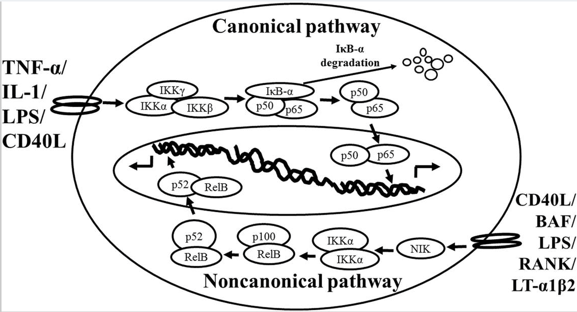 NF-κB signaling pathways